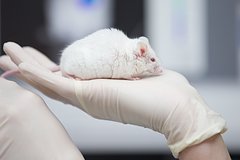 Японские ученые получили потомство от двух самцов мышей без участия матери