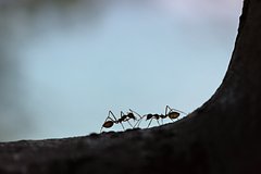 Объяснено появление социальных паразитов у муравьев