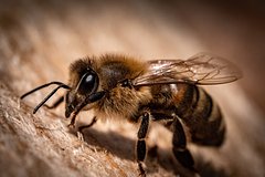 Раскрыта способность пчел к ориентированию на незнакомой местности