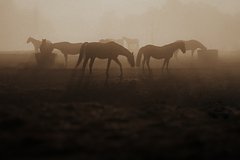 Обнаружены первые в истории всадники на лошадях
