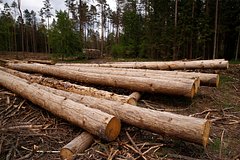 Раскрыты последствия вырубки лесов в тропиках